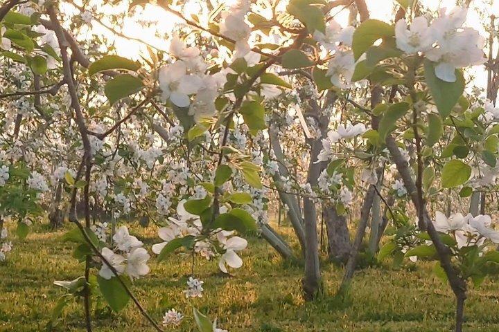 長野りんごの開花と手薄の季節体験
