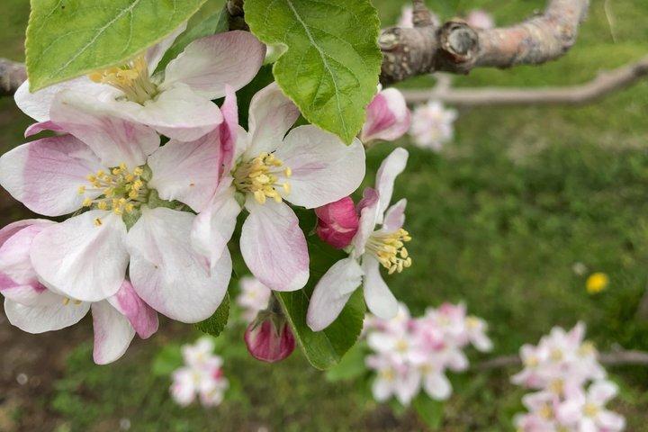 長野りんごの開花と手薄の季節体験