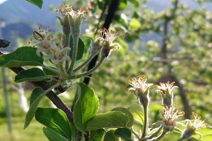長野りんごの開花と手薄の季節体験