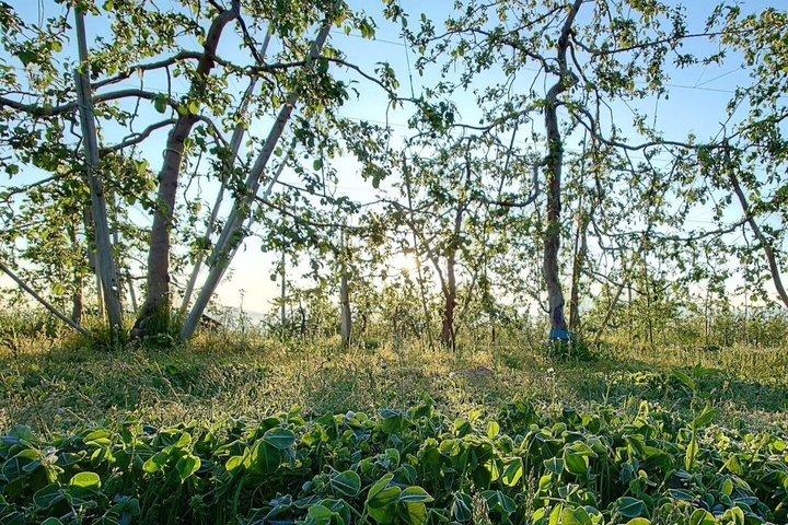 長野りんごの開花と手薄の季節体験