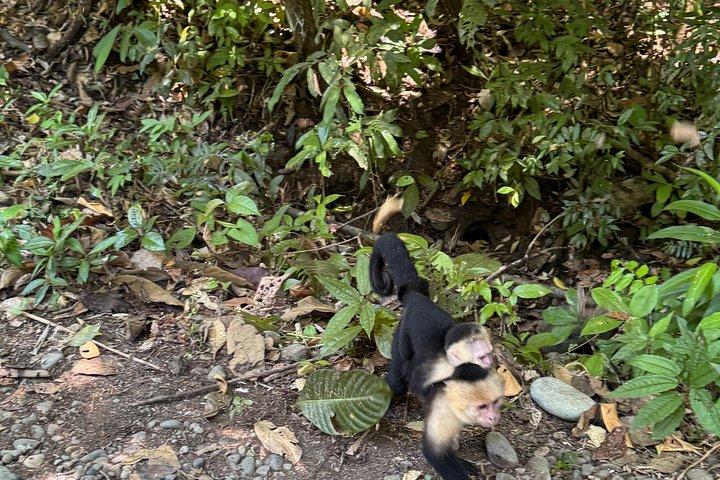 マヌエル・アントニオ国立公園ガイドツアー