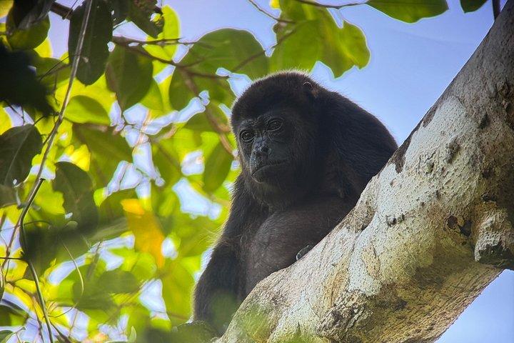 マヌエル・アントニオ国立公園ガイドツアー