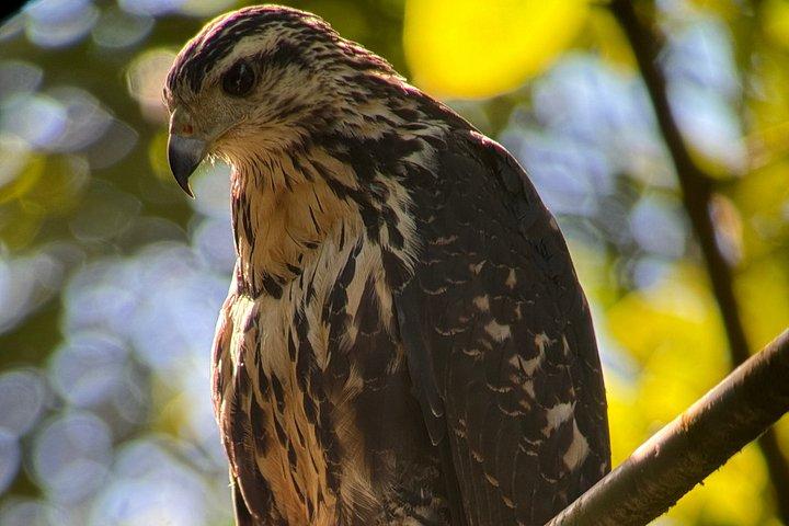 マヌエル・アントニオ国立公園ガイドツアー