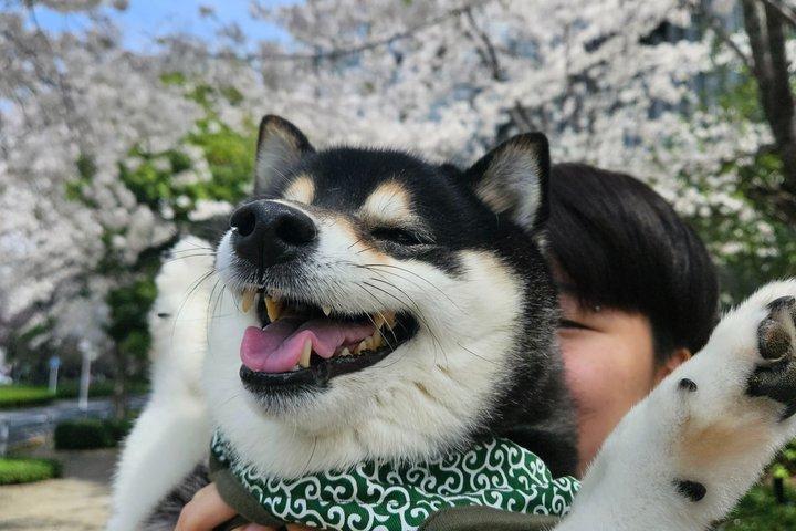 柴犬と神社散策で行く東京プライベート桜ツアー