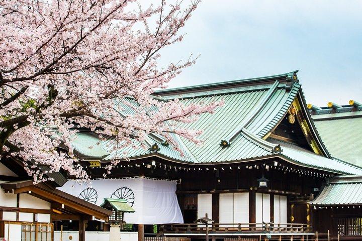 柴犬と神社散策で行く東京プライベート桜ツアー