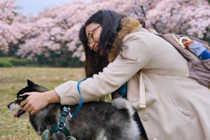 柴犬と神社散策で行く東京プライベート桜ツアー