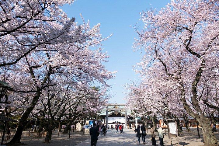 柴犬と神社散策で行く東京プライベート桜ツアー