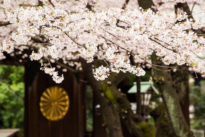 柴犬と神社散策で行く東京プライベート桜ツアー