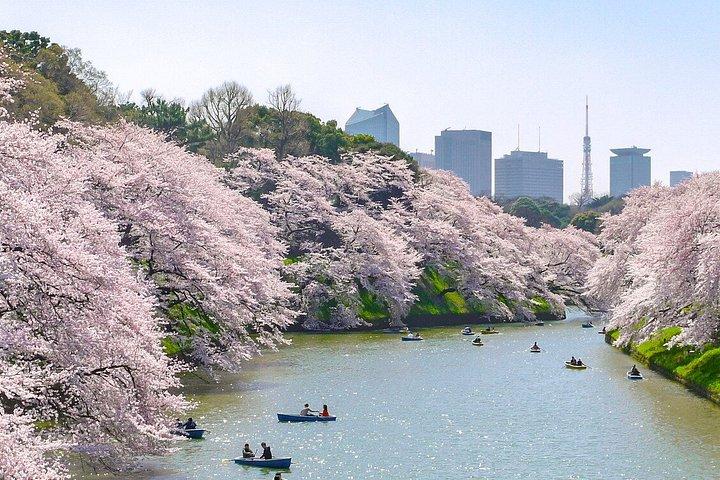 柴犬と神社散策で行く東京プライベート桜ツアー