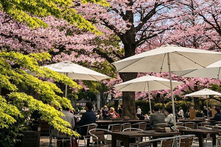 柴犬と神社散策で行く東京プライベート桜ツアー