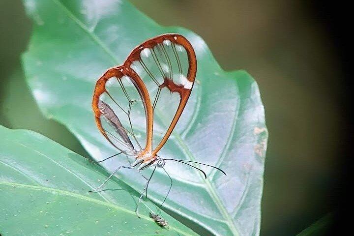 Randonnée guidée dans la forêt de nuages ​​de Monteverde