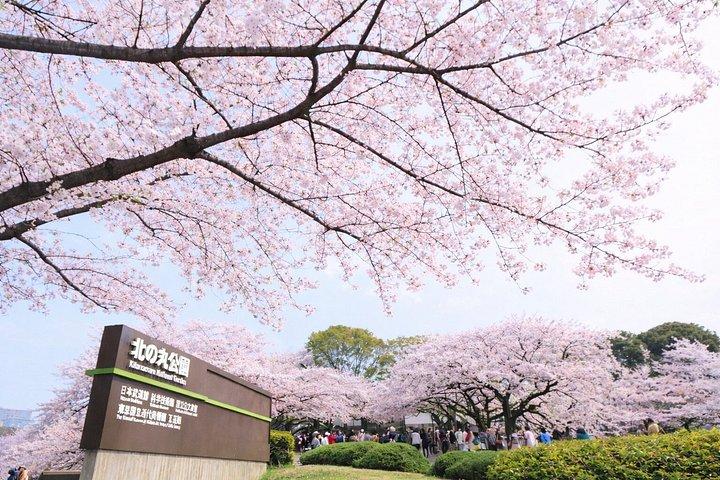 柴犬と神社散策で行く東京プライベート桜ツアー