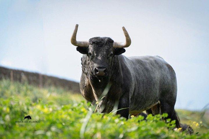 ブルランチ体験付きセビリア・コルドバプライベートツアー