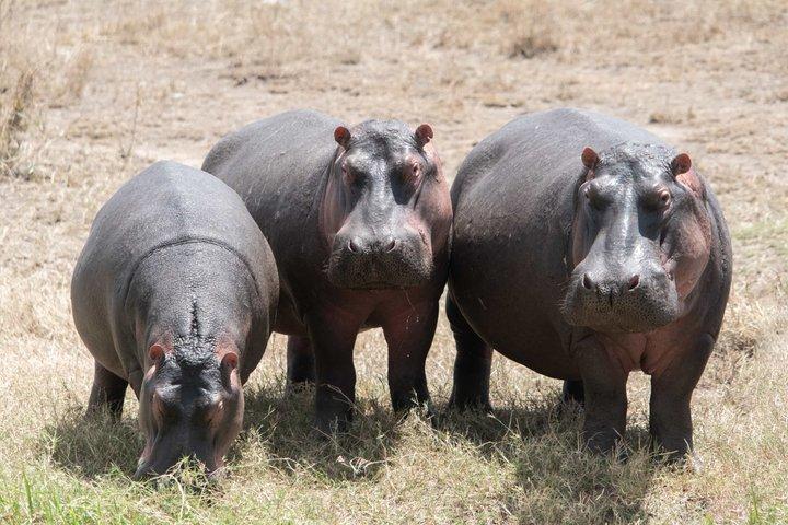Tanzania Wildlife Budget Safaris hel dag i Arusha National Park