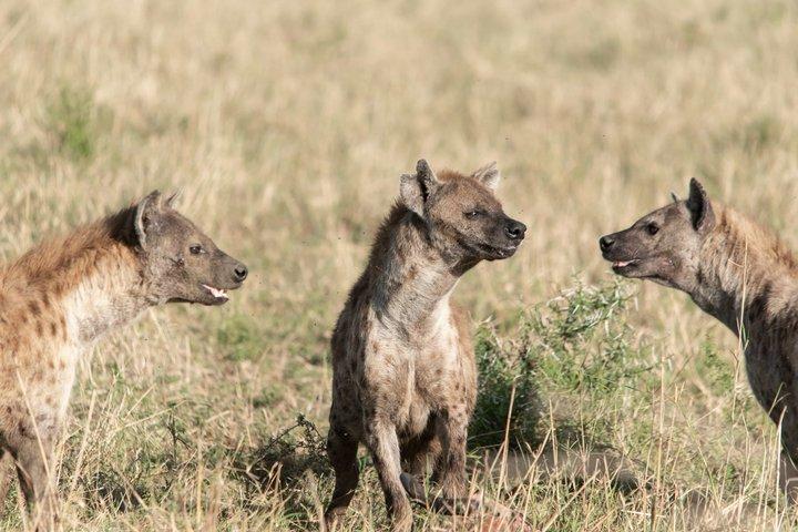 Safaris de lujo en Tanzania para recién casados en el parque Serengeti