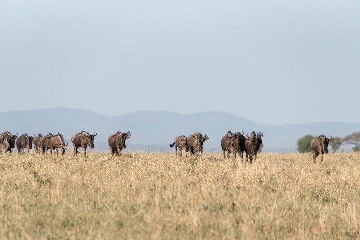 Animals Migration in Serengeti national Park 6 Days Safaris