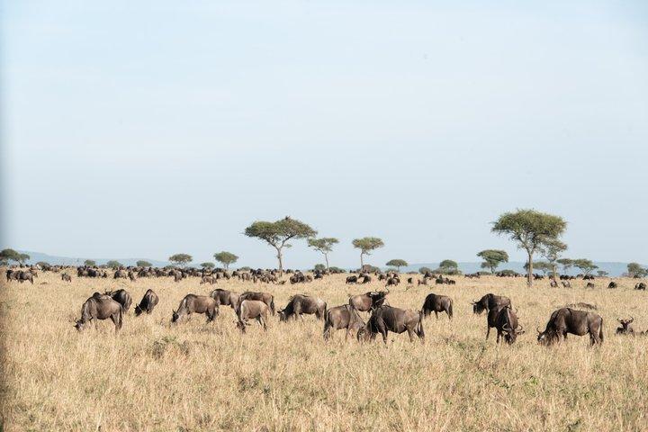 Animals Migration in Serengeti national Park 6 Days Safaris