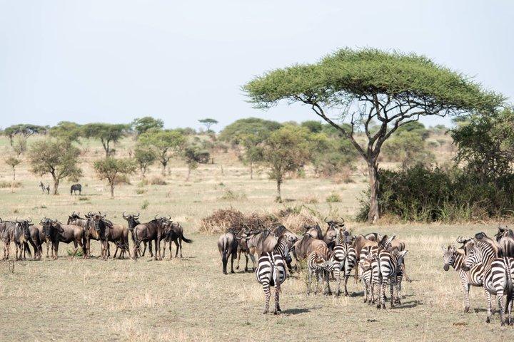Animals Migration in Serengeti national Park 6 Days Safaris