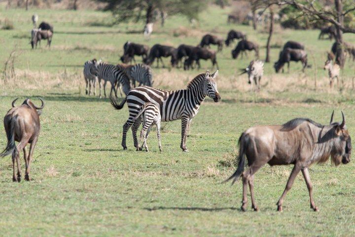 Safaris de lujo en Tanzania para recién casados en el parque Serengeti