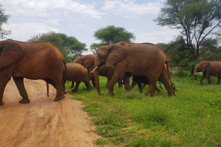 4 dagars Tanzania Wildlife Safaris i Ngorongoro-kratern