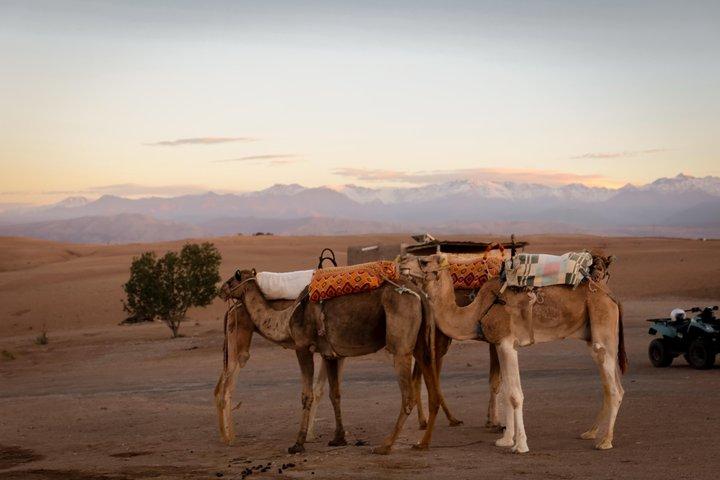 AGAFAY DESERT: ディナー、キャメル ライド、ベルベル キャンプ、サンセット