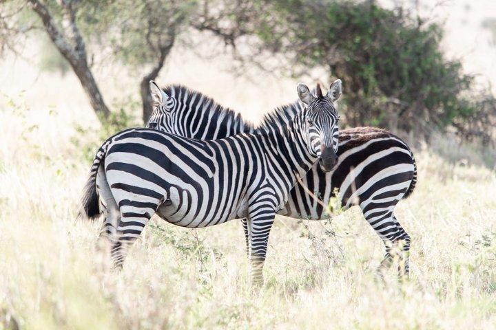 Tanzania Wildlife Budget Safaris hel dag i Arusha National Park