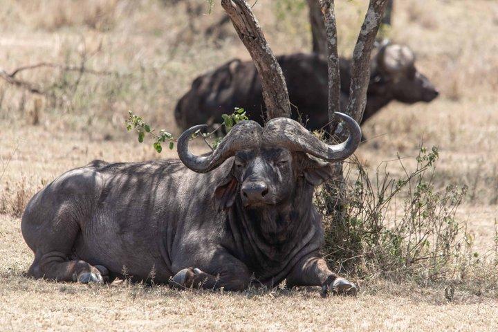 Tanzania Wildlife Budget Safaris hel dag i Arusha National Park