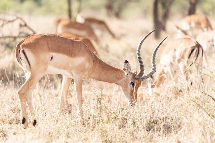 Tanzania Wildlife Budget Safaris hel dag i Arusha National Park