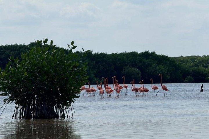 メリダ発サイサル マングローブとビーチ カヤック ツアー