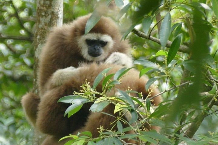 Bukit Lawang Private Dschungel Trek und Fluss Tubing Tour