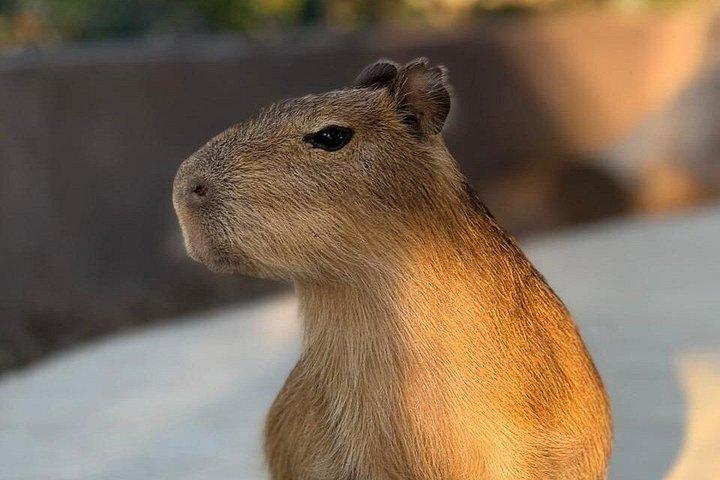 Billetter til Mazatlán Akvarium