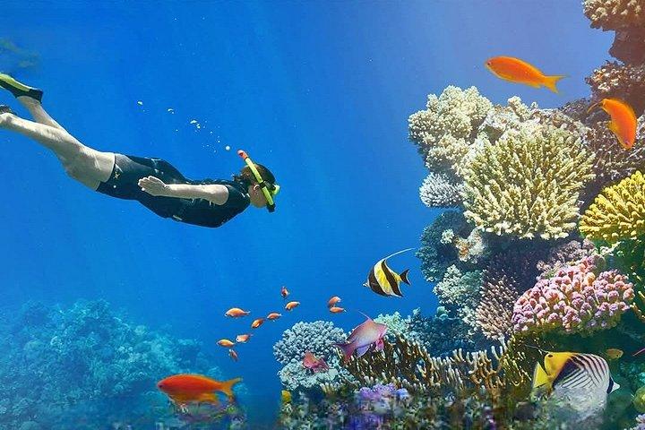 Ras Mohamed Snorkeling and White Island Experience