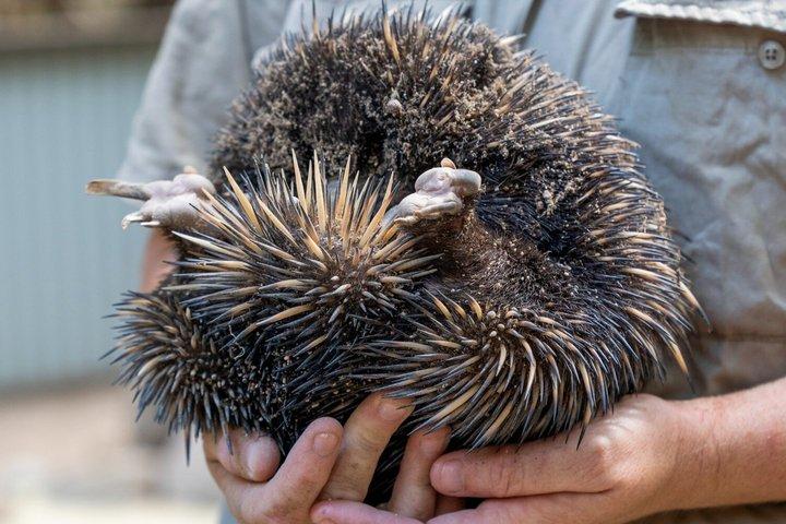 Koala and Wildlife Park Descubra os animais nativos das ilhas magnéticas