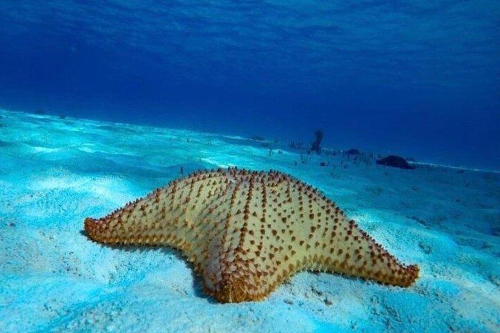 ヒトデとエイとコズメルガメ保護区シュノーケルツアー