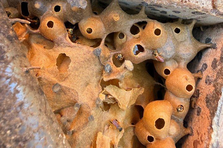 森の味! 美食と民族植物学の経験