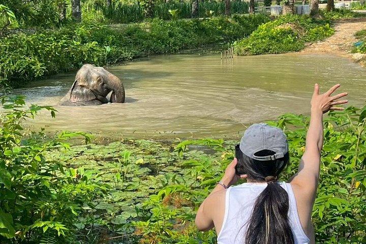 Krabi Elephant Roaming Odyssey and Art Workshop