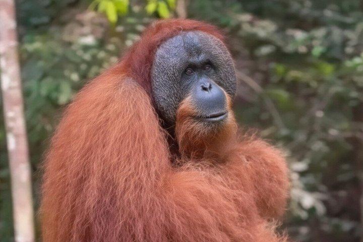 Trekking nella giungla degli oranghi etici di 3 giorni | Bukit Lawang