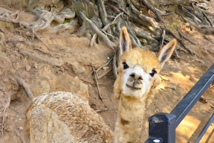 Alpaca World Nami Island Garden of Morning Calm de Seul
