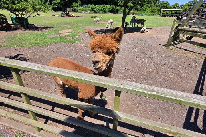 Alpaca World Nami Island Garden of Morning Calm de Seul