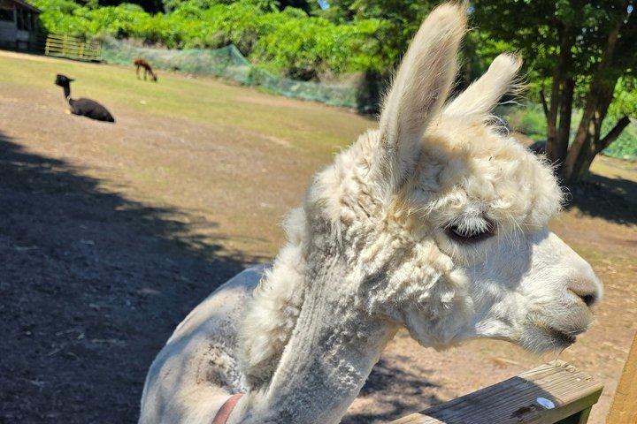 Alpaca World Nami Island Morgonträdgård Lugn från Seoul