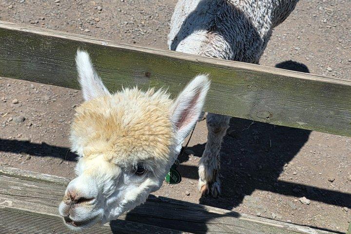 Alpaca World Nami Island Garden of Morning Calm de Seul