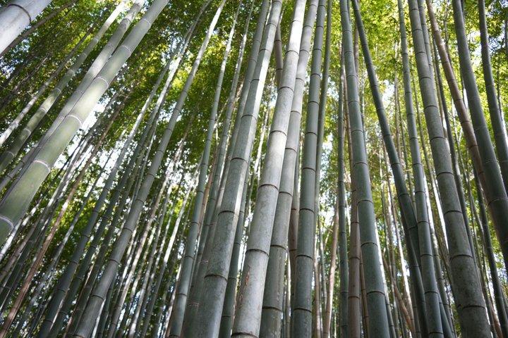 日本の宝10日間の旅