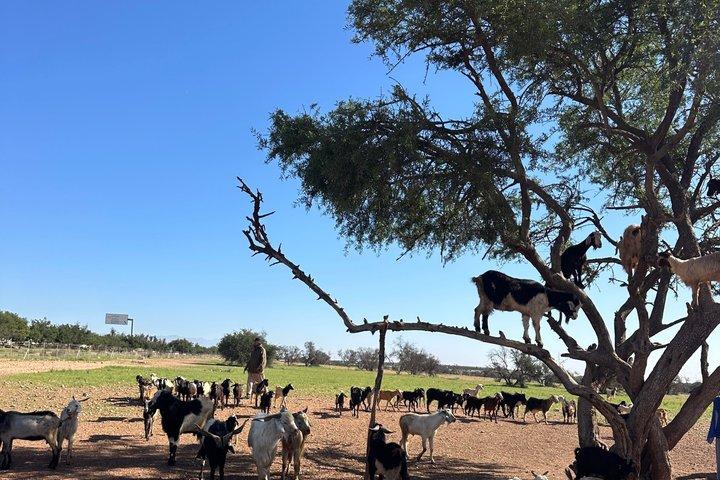 From Agadir visite Crocoparc & the famous three-climbing goats