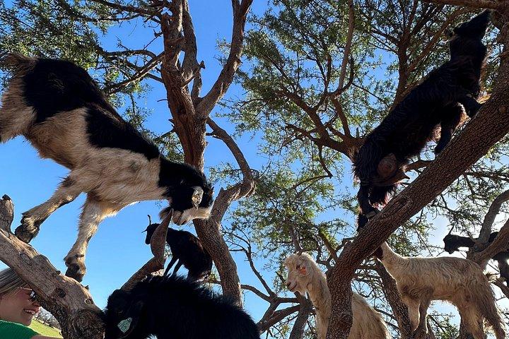 From Agadir visite Crocoparc & the famous three-climbing goats