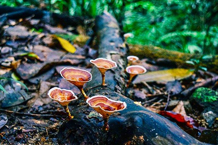 Visita guiada por la selva tropical de Kanneliya desde Galle
