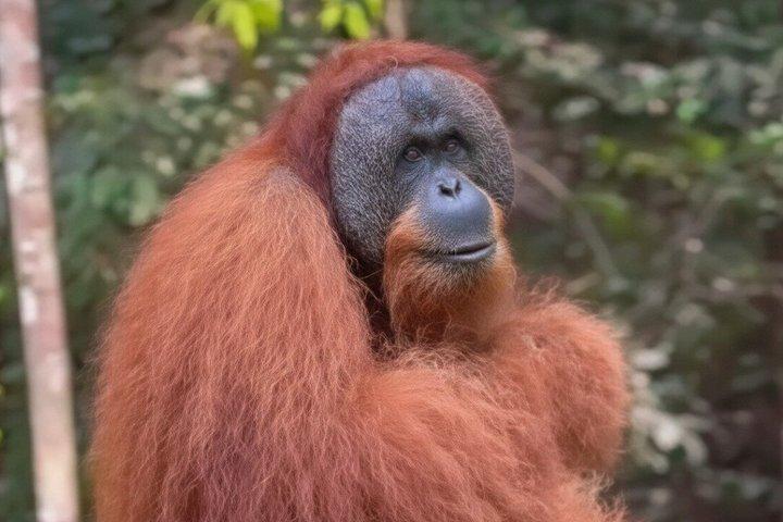 Bukit Lawang Private Dschungel Trek und Fluss Tubing Tour