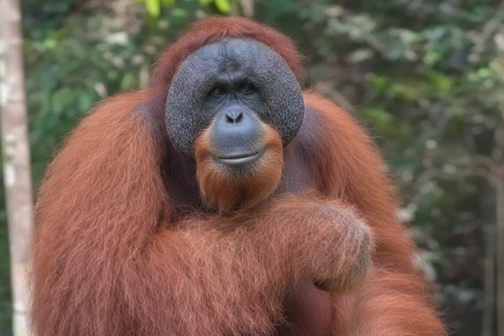 Bukit Lawang Private Dschungel Trek und Fluss Tubing Tour