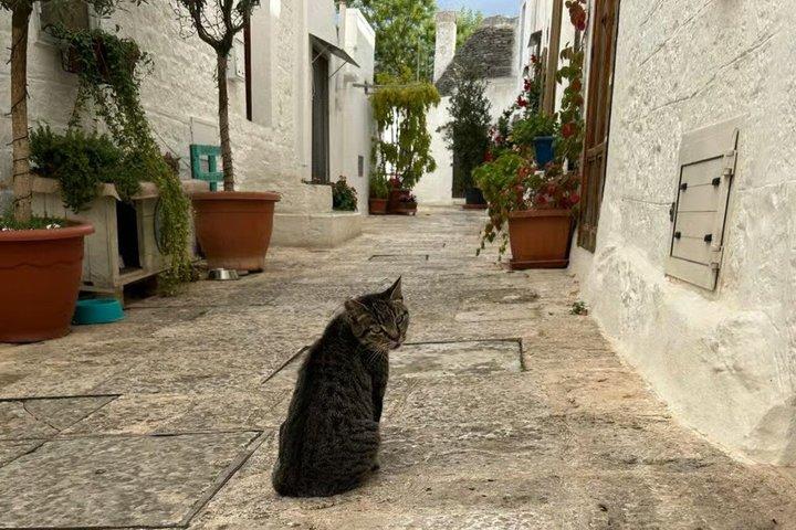 Tour: Alberobello, Ostuni, Locorotondo: Local Guide & Lunch