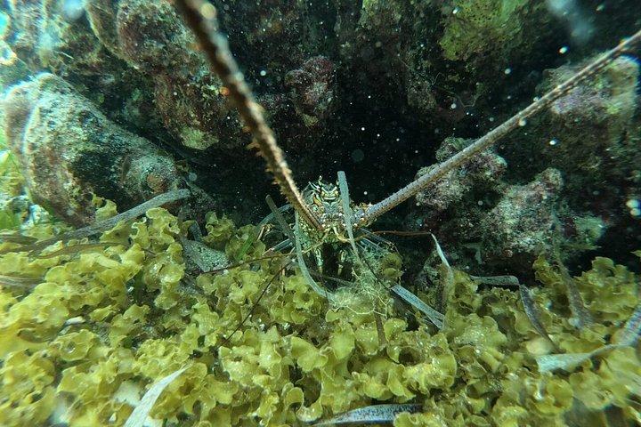 Private Sky Snorkeling Tour