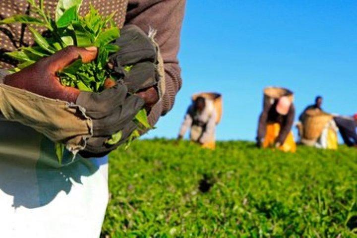 Tour di un giorno a Gatura Greens Purple Tea Farm